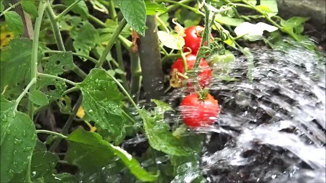 Tomaten im Gew&auml;chshaus gie&szlig;en