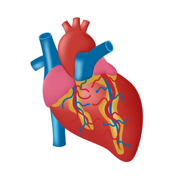Anatomical heart illustration . Vector illustration. . red heart with blood
