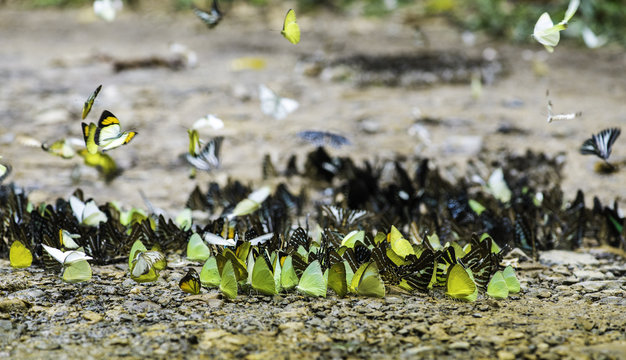 Colorful butterflies series of natural at Ban Krang Camp.select focus.