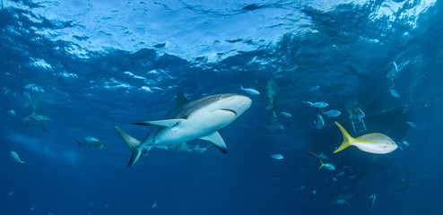 Caribbean Reef Shark