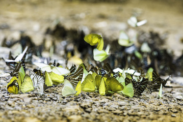 Colorful butterflies series of natural at Ban Krang Camp.select focus.yellow butterfly.