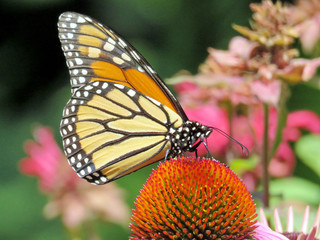 Fototapeta na wymiar Toronto Lake the Monarch butterfly 2016