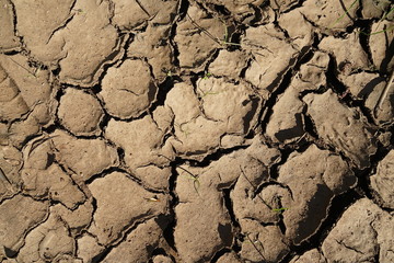 drought