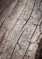 line fissures to dry branch