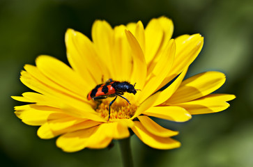 insecte sur fleur de souci