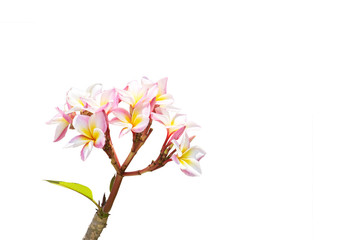 Plumeria frangipani flowers isolated on white background