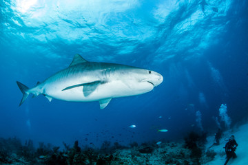 Fototapeta premium Tiger shark