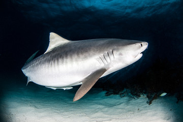 Tiger shark