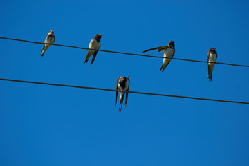  Swallows on wires.