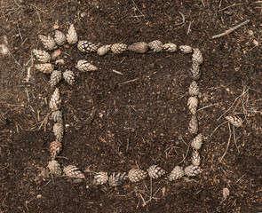 Frame from the cones on the background of soil and needles