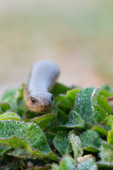 a young Blindworm on ground