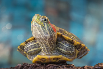 Сlose-up of a Little red-eared turtle on a rock.