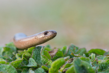 a young Blindworm on ground