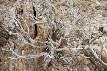 Dead Bush in mountains