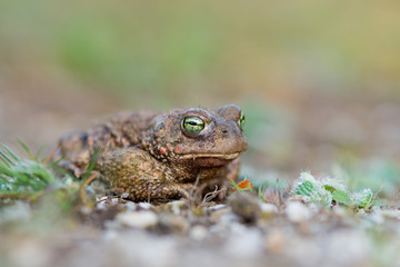 bufo calamita