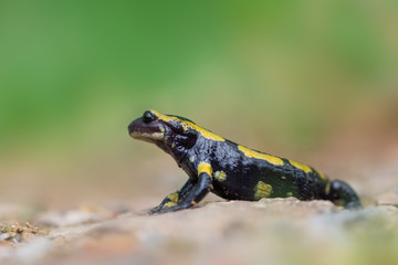 fire salamander
