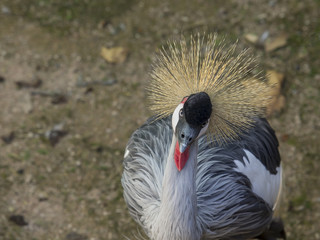 Fototapeta premium adult specimen of crowned cranes