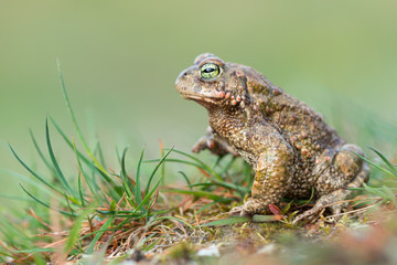 bufo calamita