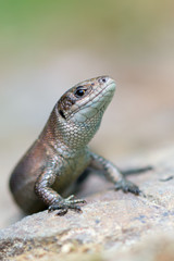 Viviparous lizard - Zootoca vivipara
