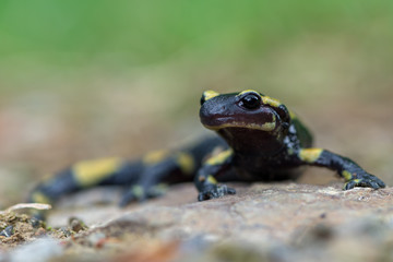 fire salamander