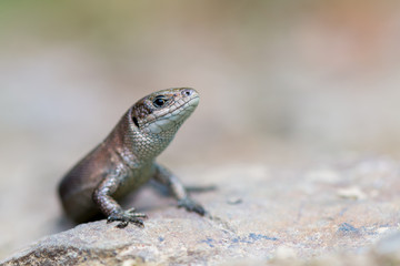Naklejka na ściany i meble Viviparous lizard - Zootoca vivipara