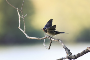 nestling birds swallows sitting on a branch and asks to eat