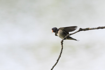 funny hungry chick swallows sitting on a branch wings spread and mouth open