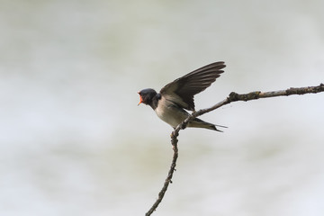 funny hungry chick swallows sitting on a branch wings spread and mouth open