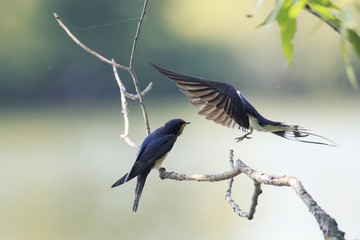 a swallow feeds her little bird at the pond on the fly