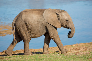 Obraz premium Young African Elephant