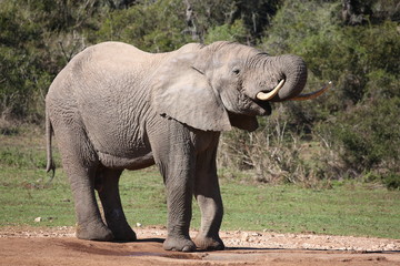Fototapeta na wymiar Big Male Elephant Drinking