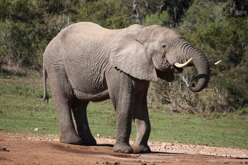 Fototapeta premium Big Male Elephant Drinking