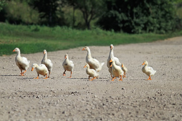 funny family of geese and white ducks crossing the road