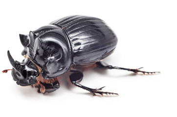 Black beetle isolated on white background