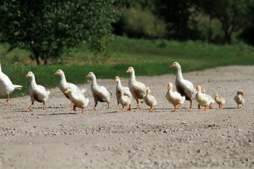 funny family of geese and white ducks crossing the road