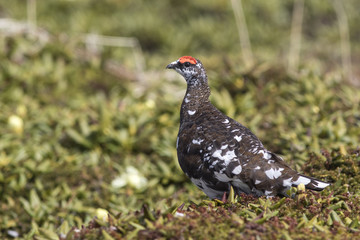 male Rock Ptarmigan in the summer tundra sunny morning