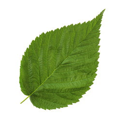 Raspberry leaf isolated on white background.