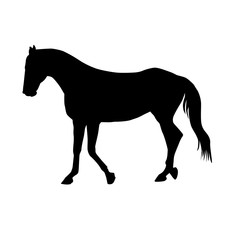 Vector Horse Silhouette Isolated on a White