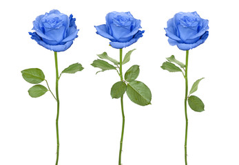 Naklejka premium Trio niebieskie róże