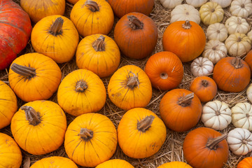 Autumn pumpkin thanksgiving background