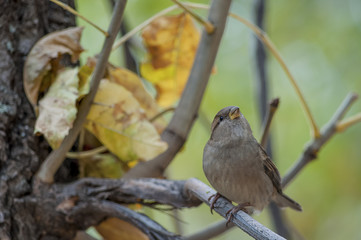 Sparrow