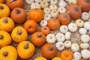 Autumn pumpkin thanksgiving background