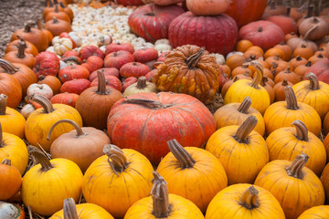Autumn pumpkin thanksgiving background