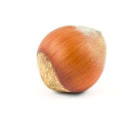 Hazelnut isolated on white with clipping path