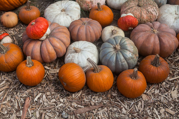 Autumn pumpkin thanksgiving background
