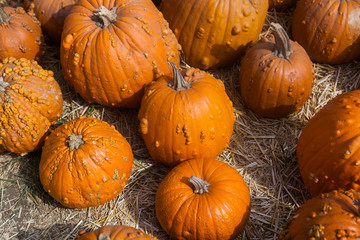 Autumn pumpkin thanksgiving background
