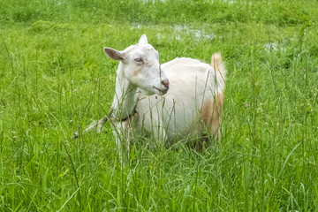 White goat in the village, pastoral views and rural animal grazing. The cattle in the pasture grazing. Horned cloven-hoofed livestock on a ranch. Goat's milk is good for health.