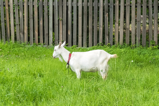 White goat in village.  Pastoral views and rural animal grazing. The cattle in the pasture grazing. Horned cloven-hoofed livestock on a ranch. Goat's milk is good for health.