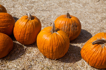 Autumn pumpkin thanksgiving background