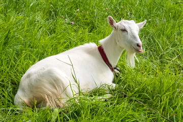 White goat chews grass.  Pastoral views and rural animal grazing. Goat in the meadow. Cattle in pasture grazing. Horned cloven-hoofed livestock on ranch. Goat's milk is good for health.